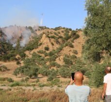 Aydın'da zeytinlik ve ormanlık alanda çıkan yangın kontrol altına alındı