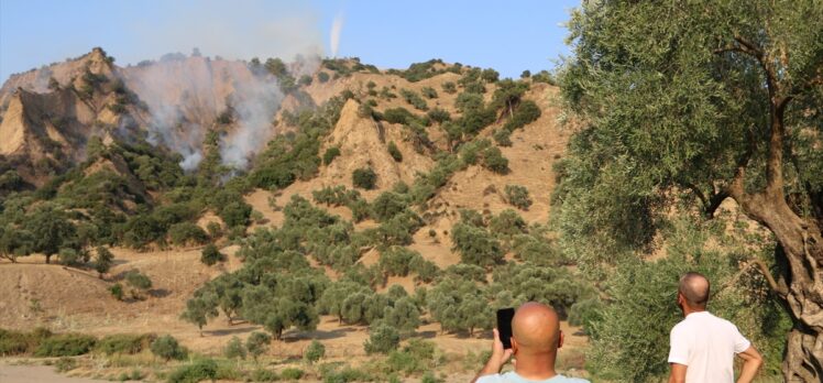 Aydın'da zeytinlik ve ormanlık alanda çıkan yangın kontrol altına alındı