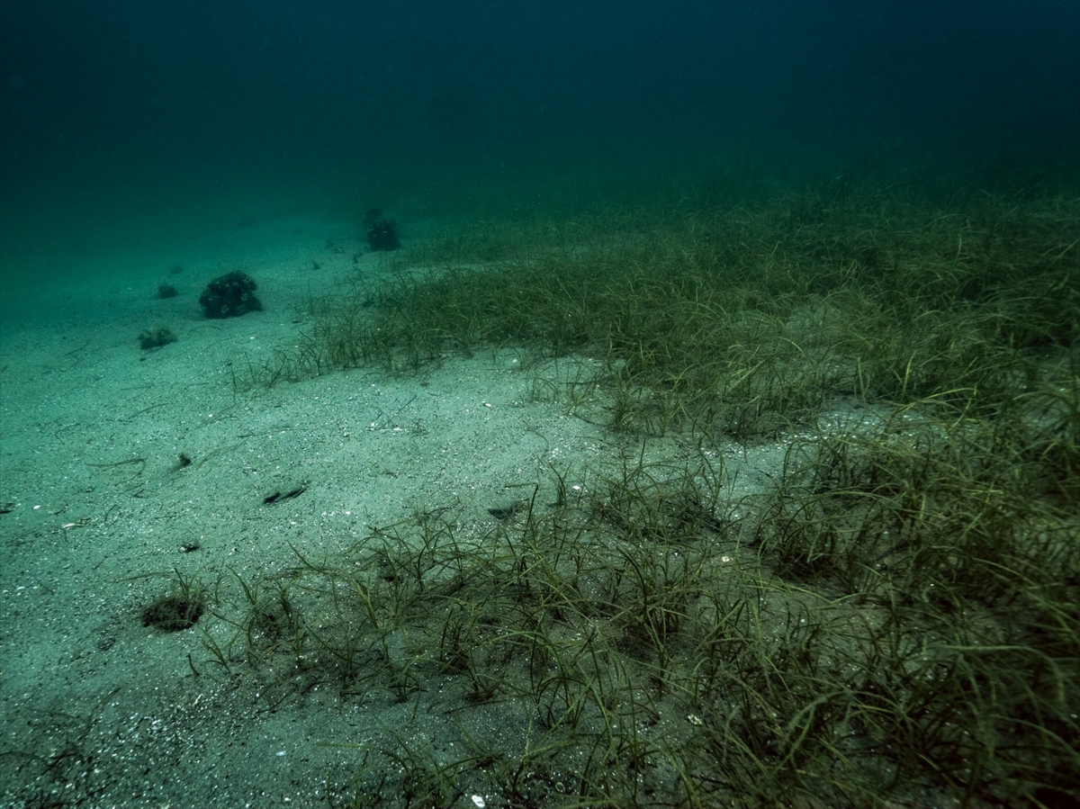 Erdek'te deniz çayırlarının söküldüğü alan su altı kamerasıyla görüntülendi