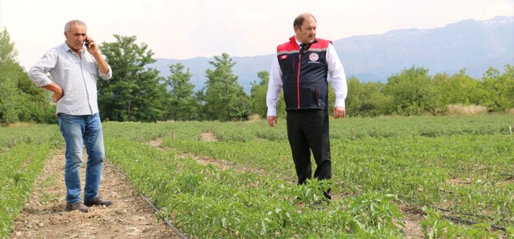 Erzincan’da etkili olan dolu tarım alanlarına zarar verdi