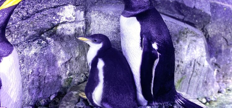 İstanbul Akvaryum'da 4 gentoo türü penguen doğdu