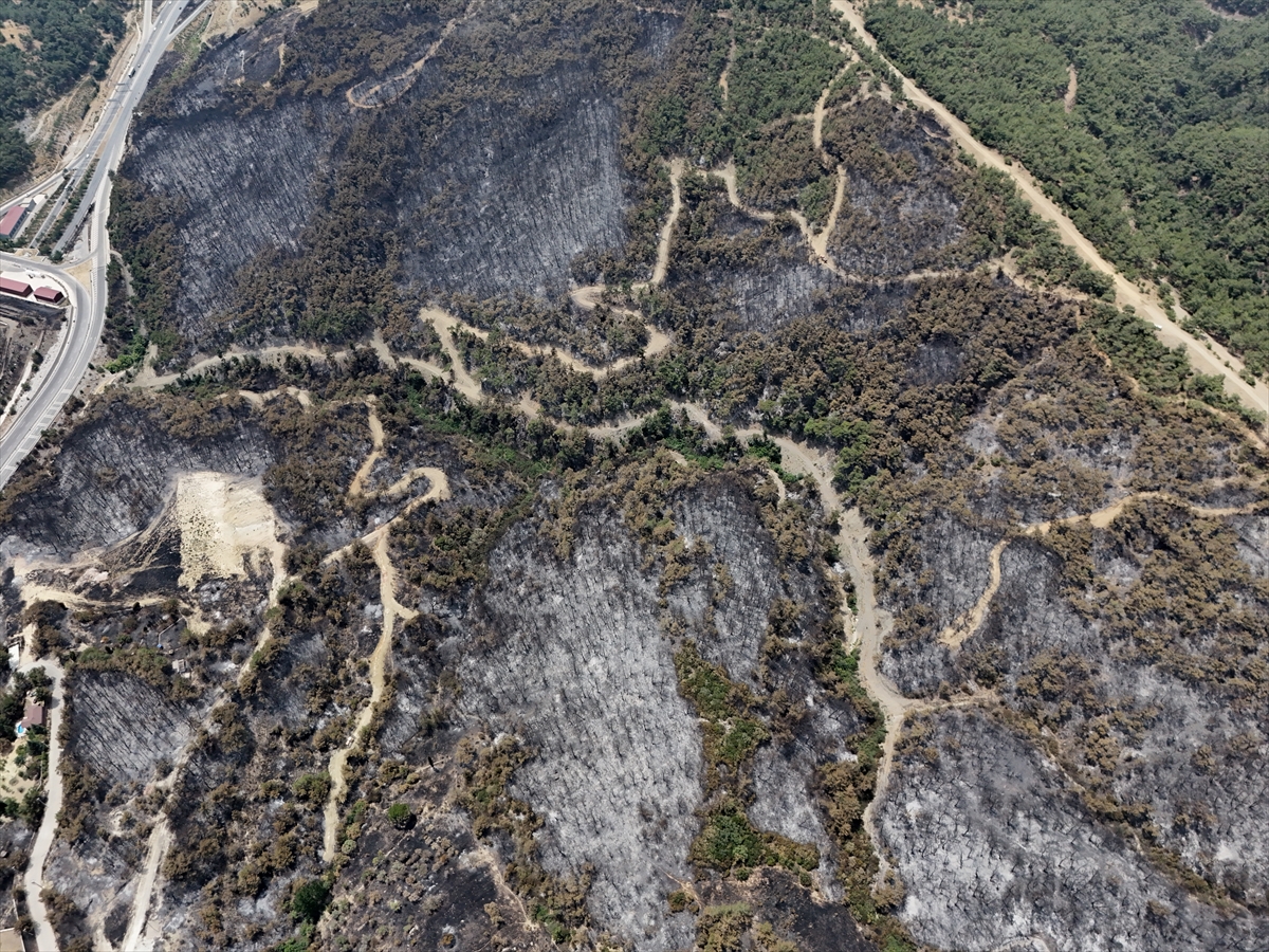 İzmir Bornova'da yanan orman alanı havadan görüntülendi