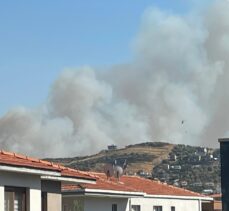 İzmir'in Foça ilçesinde orman yangını çıktı