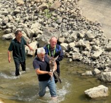 Kastamonu'da su kanalına düşen karaca kurtarıldı