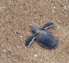 Manavgat'ta caretta carettalar mavi sularla buluşmaya başladı