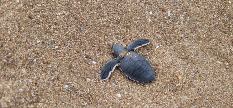 Manavgat'ta caretta carettalar mavi sularla buluşmaya başladı