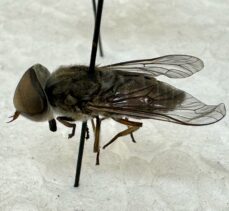 Milas'ta tespit edilen endemik iki sinek türü literatüre kazandırıldı