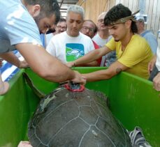 Muğla'da tedavileri tamamlanan 4 deniz kaplumbağası denize salındı