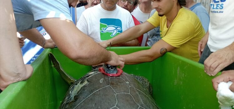 Muğla'da tedavileri tamamlanan 4 deniz kaplumbağası denize salındı