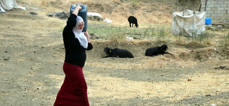 Muş'ta kadınların yayla mesaisi sürüyor