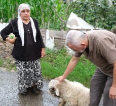 Ordu'da sahipsiz köpeklerin saldırdığı bir kuzu öldü, diğeri yaraladı