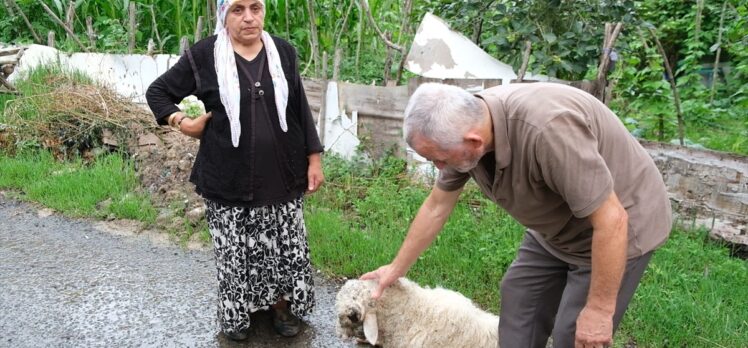 Ordu'da sahipsiz köpeklerin saldırdığı bir kuzu öldü, diğeri yaraladı