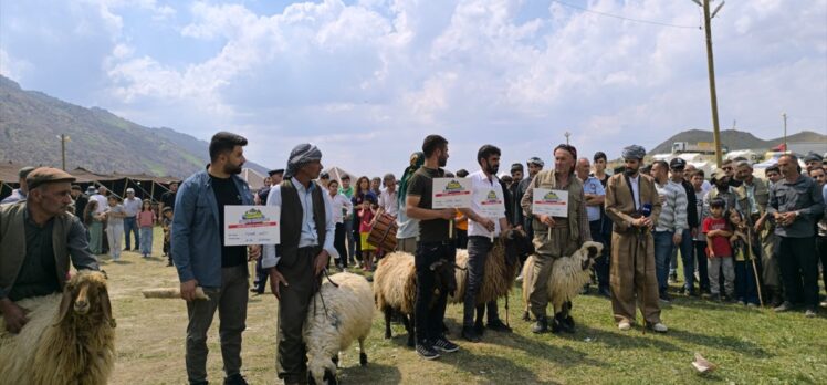 Şırnak'ta “Geleneksel Kuzu Kırpma Kültür ve Yayla Festivali” etkinliklerle sürüyor