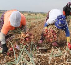 Tescilli Tekirdağ soğanında hasat zamanı