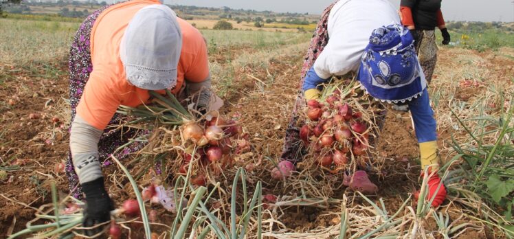 Tescilli Tekirdağ soğanında hasat zamanı