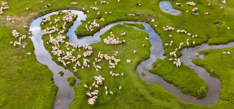 Tunceli'nin 3 bin rakımdaki göl ve menderesleri hayvancılığa hayat veriyor