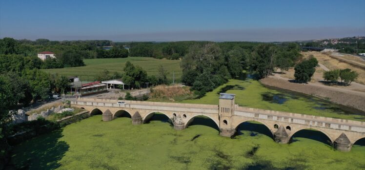 Yosun ve su mercimekleriyle kaplanan Tunca Nehri yeşile büründü