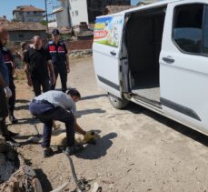 Amasya'da bağlandığı kamyonetin peşinde sürüklenen köpek tedaviye alındı