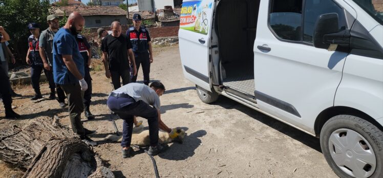 Amasya'da bağlandığı kamyonetin peşinde sürüklenen köpek tedaviye alındı