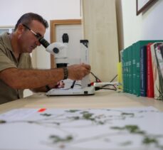 Beşparmak Dağı'nda keşfedilen bitki bilim dünyasına kazandırıldı