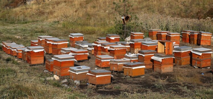 Bitlis Eren Üniversitesi kampüsünde bal hasadı yapıldı