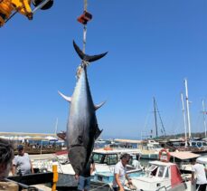 Bodrum'da amatör balıkçılar 2,5 metrelik orkinos yakaladı