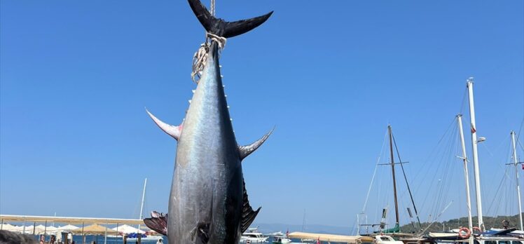 Bodrum'da amatör balıkçılar 2,5 metrelik orkinos yakaladı