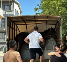 Bursa'da yaralı halde arabaya koşulan at koruma altına alındı