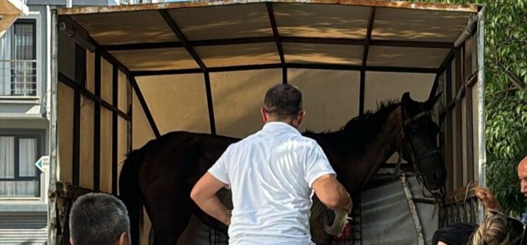 Bursa'da yaralı halde arabaya koşulan at koruma altına alındı