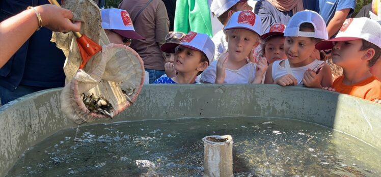 Çanakkale'deki baraj ve göletlere 1 milyon 750 bin sazan yavrusu bırakıldı