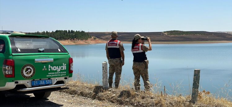 Diyarbakır'daki Devegeçidi Baraj Gölü'nde balık ölümleriyle ilgili inceleme başlatıldı