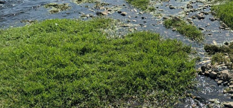 Gaziantep'te dereye bıraktığı atık suyla balık ölümlerine yol açan işletmeye ceza