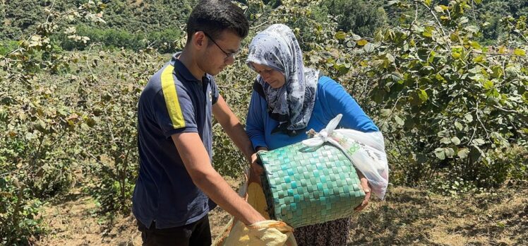 Giresun'da üreticiler fındık hasadına başladı