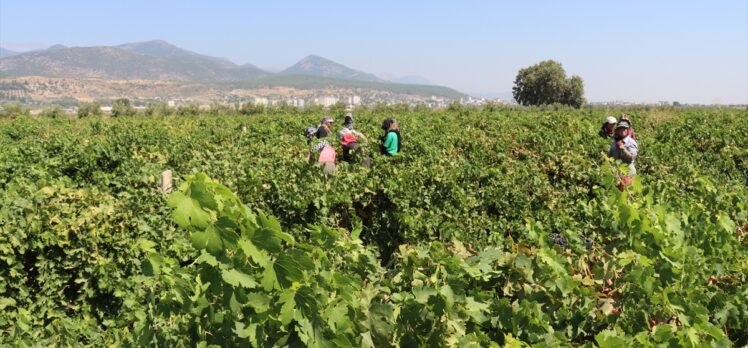 Hatay'da üzüm üreticisinin hasat mesaisi başladı