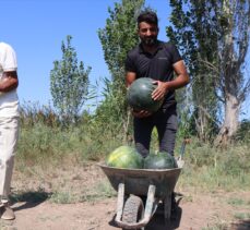 Iğdır'da üretilen karpuzun dördüncü hasadı başladı