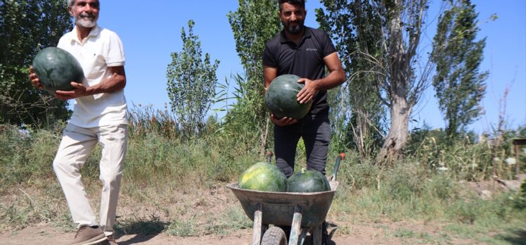 Iğdır'da üretilen karpuzun dördüncü hasadı başladı