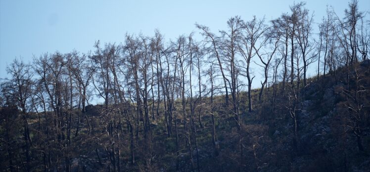 İzmir'in Menderes ilçesindeki orman yangınına müdahale sürüyor