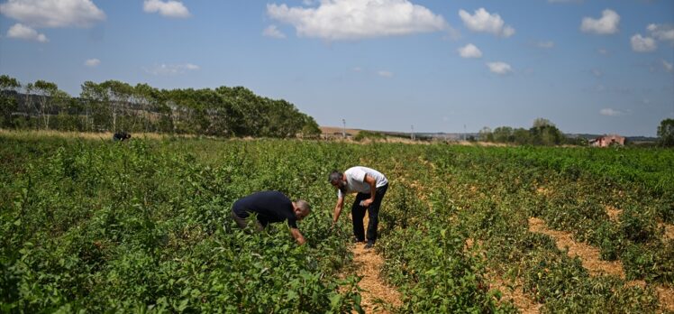 Kentteki tarlalardan topladıkları ürünlerle köy hasretlerini gideriyorlar