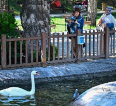 Kuğulu Park'ta kavga eden kuğular tel örgüyle ayrıldı