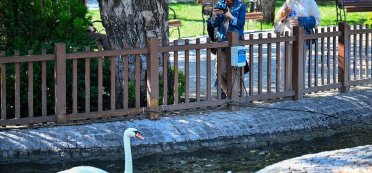 Kuğulu Park'ta kavga eden kuğular tel örgüyle ayrıldı