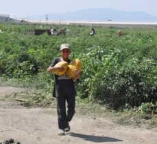 Manisalı çiftçiler yaklaşık 600 ton kavun ve karpuzu ücretsiz dağıttı