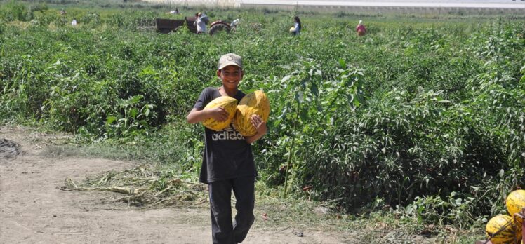 Manisalı çiftçiler yaklaşık 600 ton kavun ve karpuzu ücretsiz dağıttı