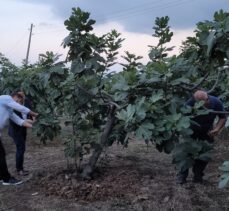 Samsun'da mor patlıcan incirinde hasat başladı