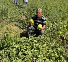 Yozgat'ta coğrafi işaretli “bağrıbütün kavunu” hasadı başladı