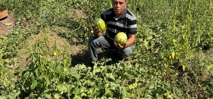 Yozgat'ta coğrafi işaretli “bağrıbütün kavunu” hasadı başladı