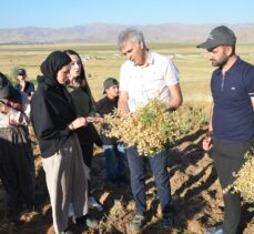 Yüksekovalı kadın girişimciler ektikleri nohudun hasadına başladı