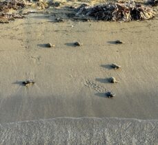 Antalya'da caretta caretta yavrularının yuvalarından çıkışı görüntülendi