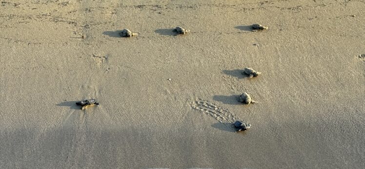 Antalya'da caretta caretta yavrularının yuvalarından çıkışı görüntülendi