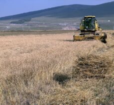 Ardahan'da tescilli kavılca buğdayında hasat dönemi başladı