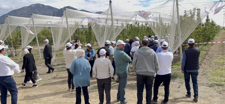 Ateş yanıklığı hastalığına karşı yeni armut çeşitleri geliştirildi